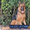 classified ad